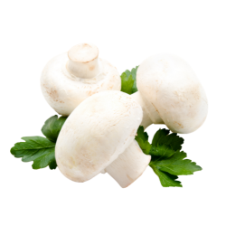 Champignon