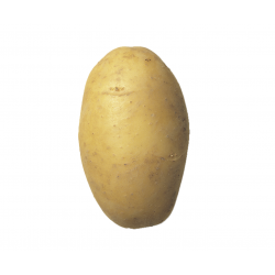 Pommes de terre 'Agria'