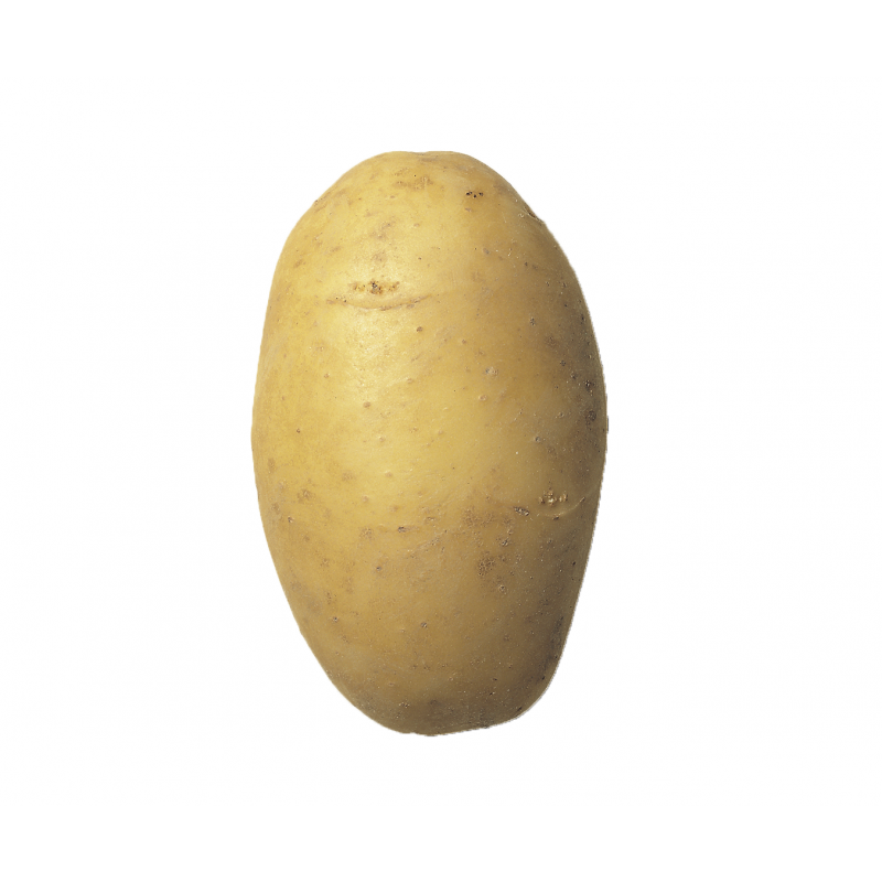 Pommes de terre 'Agria'