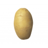 Pommes de terre 'Agria'