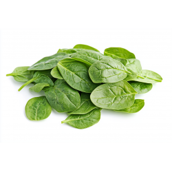 Basilic 1KG