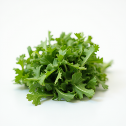 Roquette