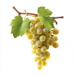 Raisin blanc