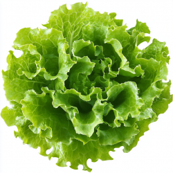 Salade Batavia
