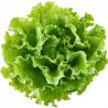 Salade Batavia