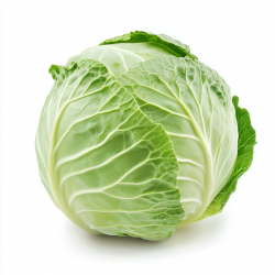 Chou vert