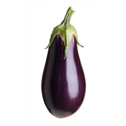 Aubergine