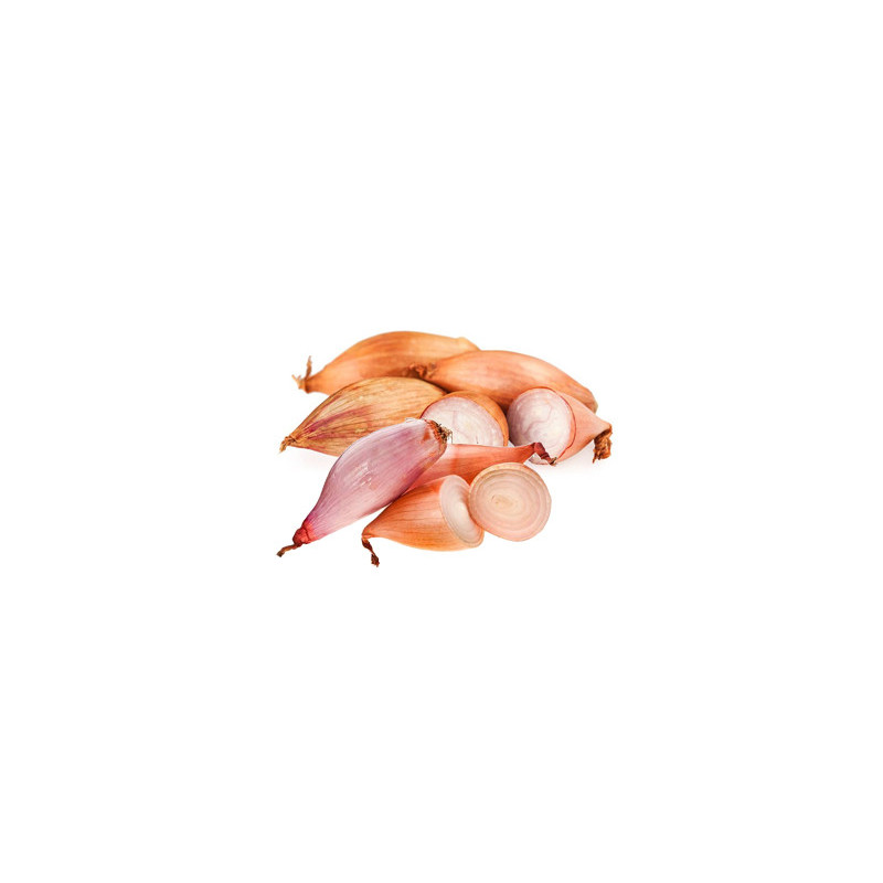 Echalote