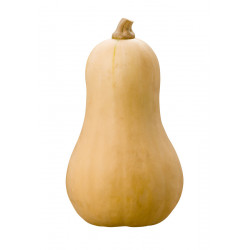 Butternut