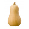 Butternut