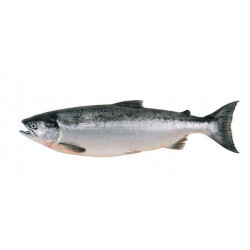 Saumon Entier (3 à 5 kg) – Fraîcheur et Qualité