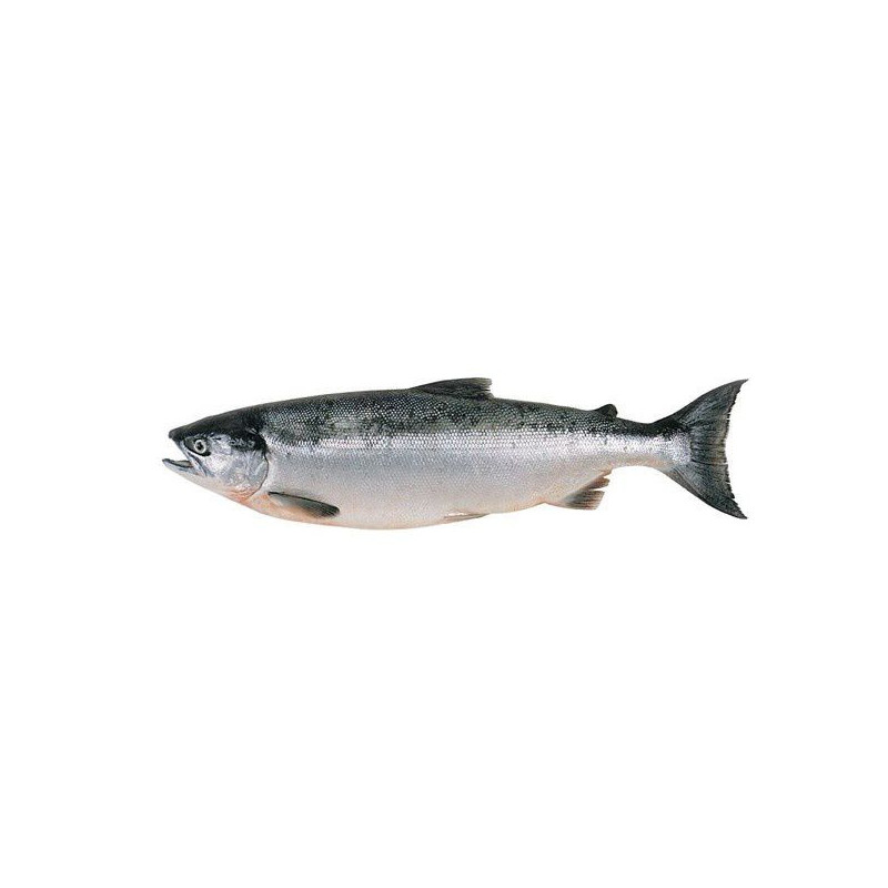 Saumon Entier (3 à 5 kg) – Fraîcheur et Qualité Saumon Entier (3 à 5 kg) – Fraîcheur et Qualité