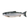 Saumon Entier (3 à 5 kg) – Fraîcheur et Qualité