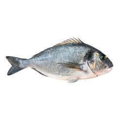 Daurade Royale ~500g