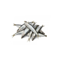 Sardines