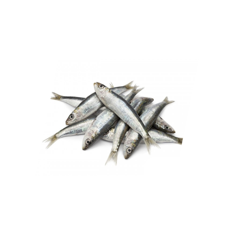 Sardines
